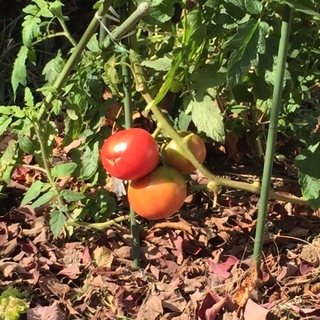 tomato3.jpg